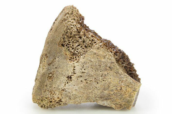 Fossil Tyrannosaur (T rex) Vertebra Section - Wyoming #309920